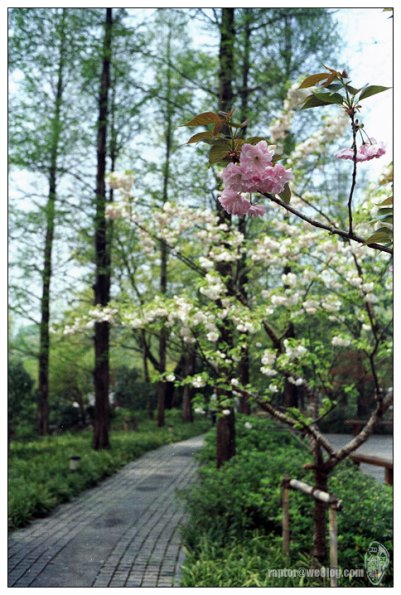 樱花