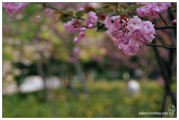 樱花