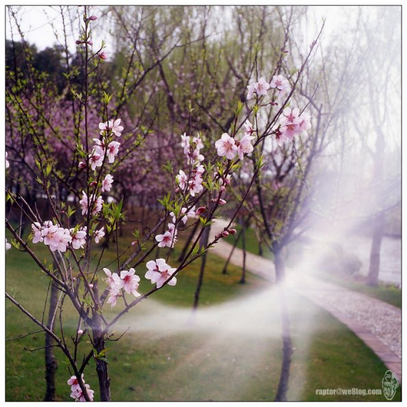 桃花