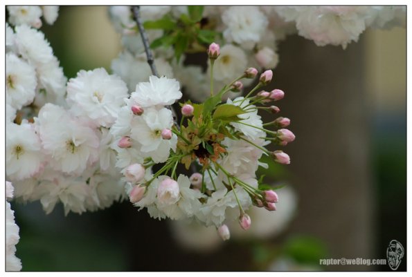 樱花