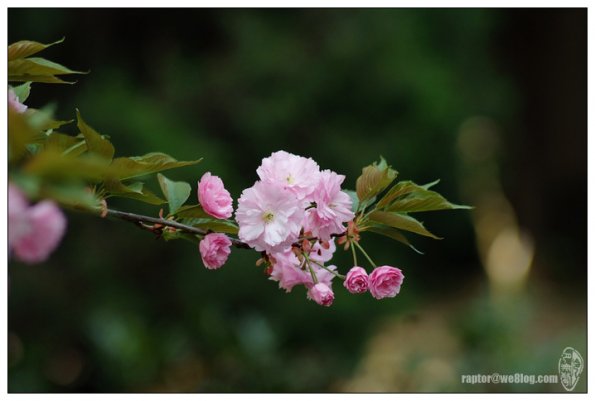 樱花