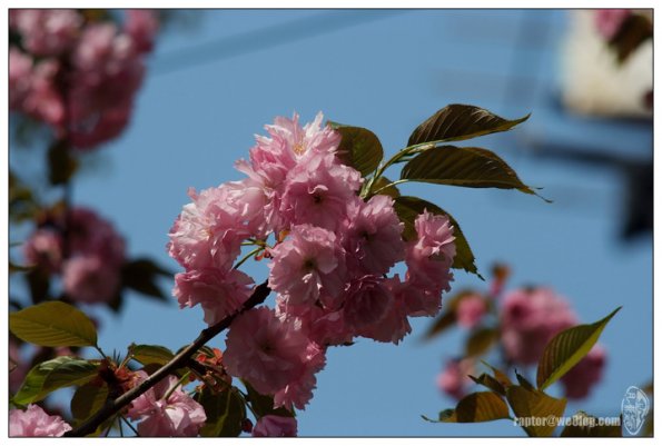 樱花