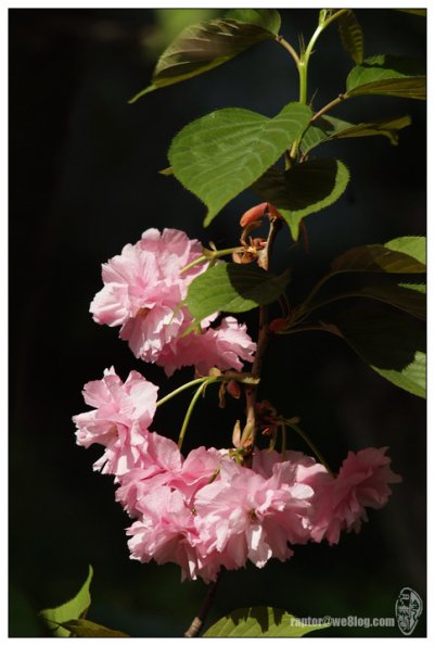 樱花