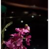 DSCF3273