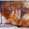 小猫