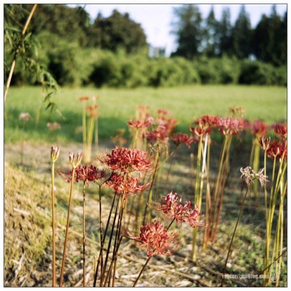 090912FS1009