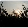 DSCF6704