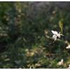 DSCF6874