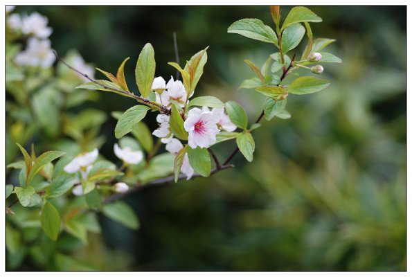 SONY DSC