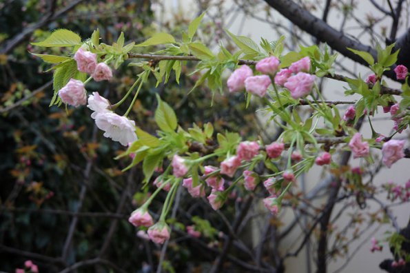 SONY DSC