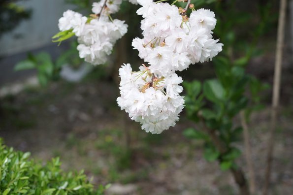 SONY DSC