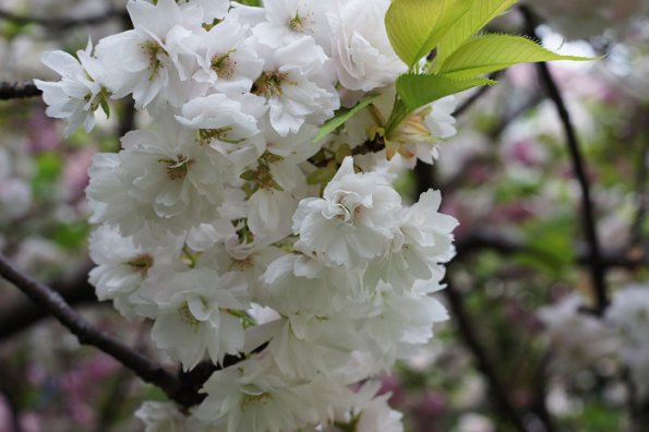 SONY DSC