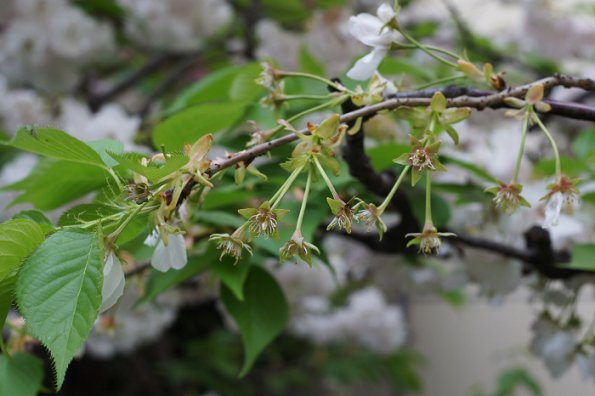 SONY DSC