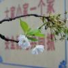 SONY DSC