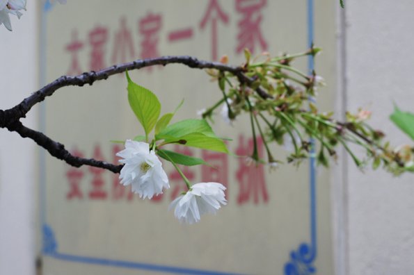 SONY DSC