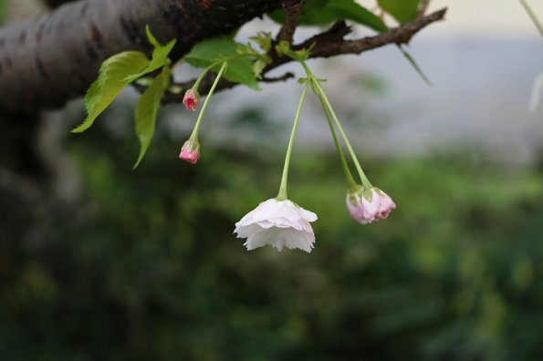 SONY DSC