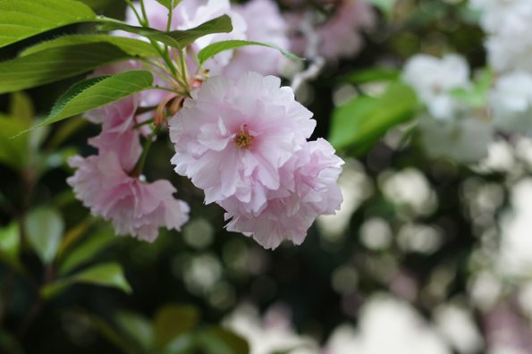 SONY DSC