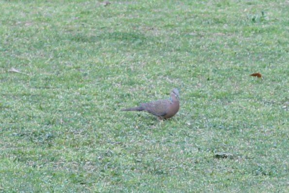 SONY DSC