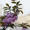 SONY DSC