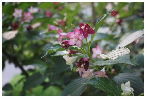 SONY DSC