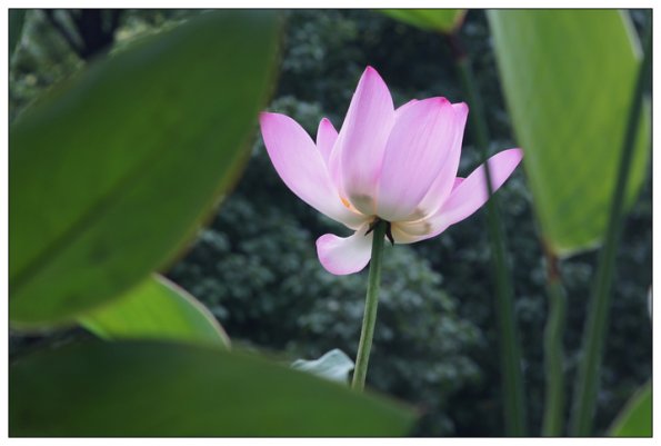 SONY DSC