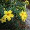 SONY DSC