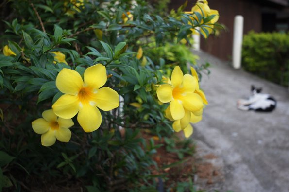 SONY DSC
