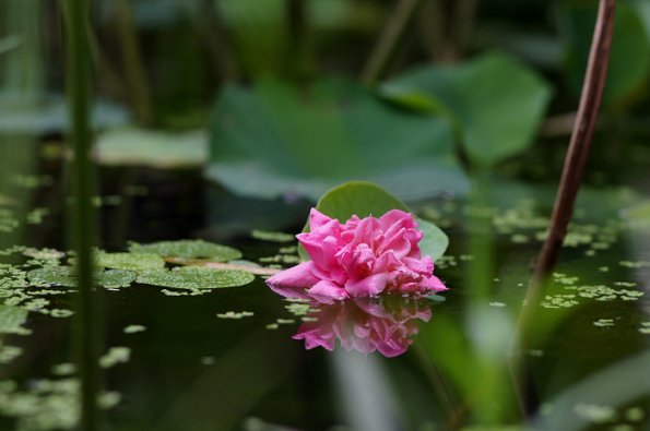 SONY DSC