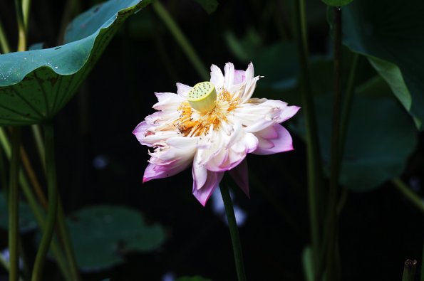 SONY DSC