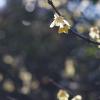 SONY DSC