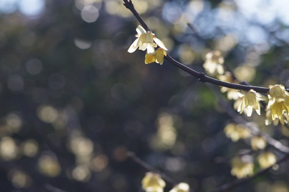 SONY DSC