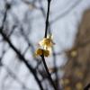SONY DSC