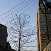 IMG_20120203_165425