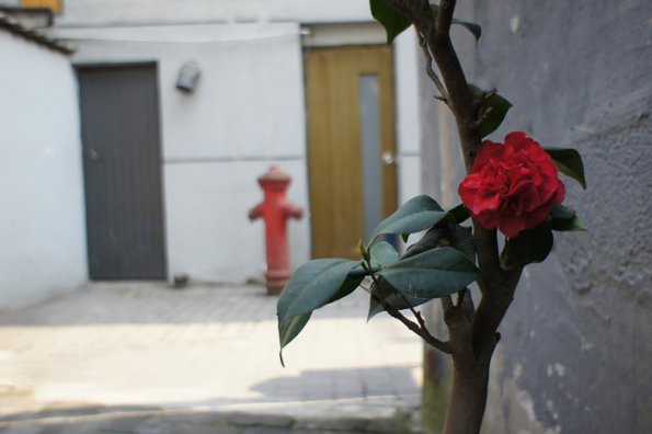 SONY DSC
