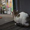 SONY DSC
