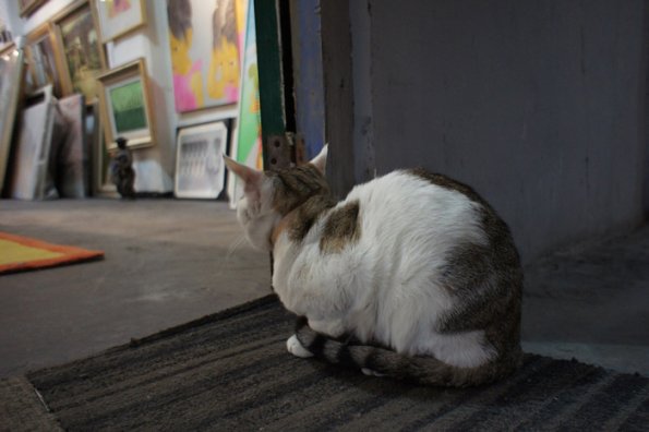 SONY DSC