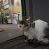 SONY DSC