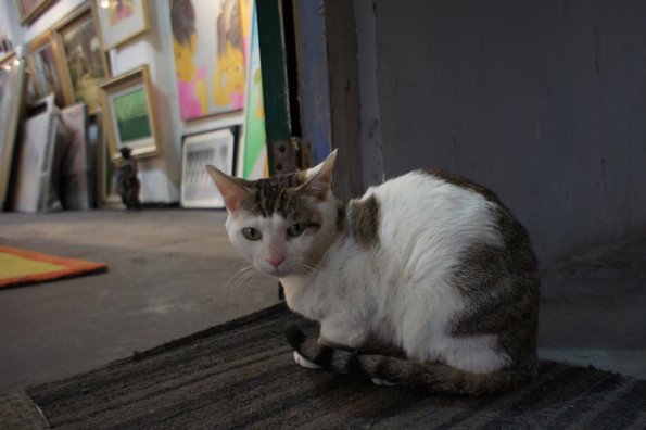 SONY DSC