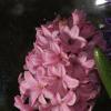 DSCF8854