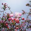 SONY DSC