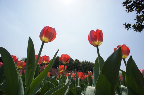 SONY DSC