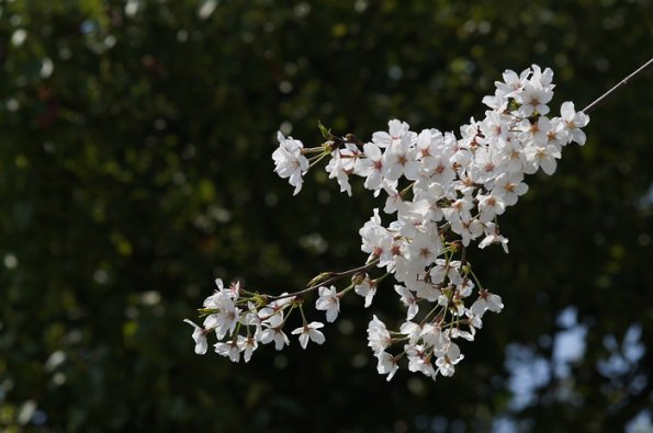 SONY DSC