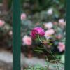 SONY DSC