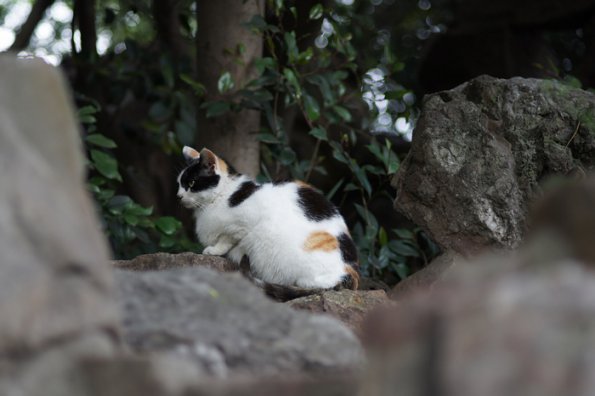 SONY DSC