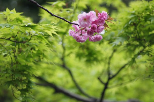 SONY DSC