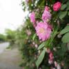 SONY DSC