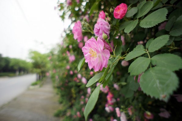 SONY DSC