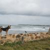 SONY DSC
