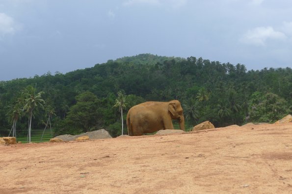 P1000309