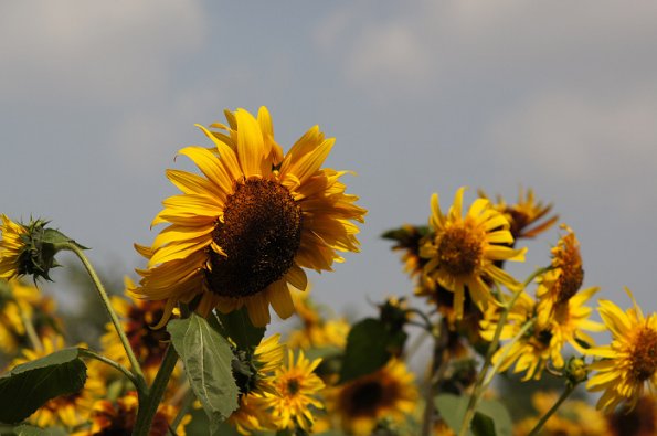 SONY DSC